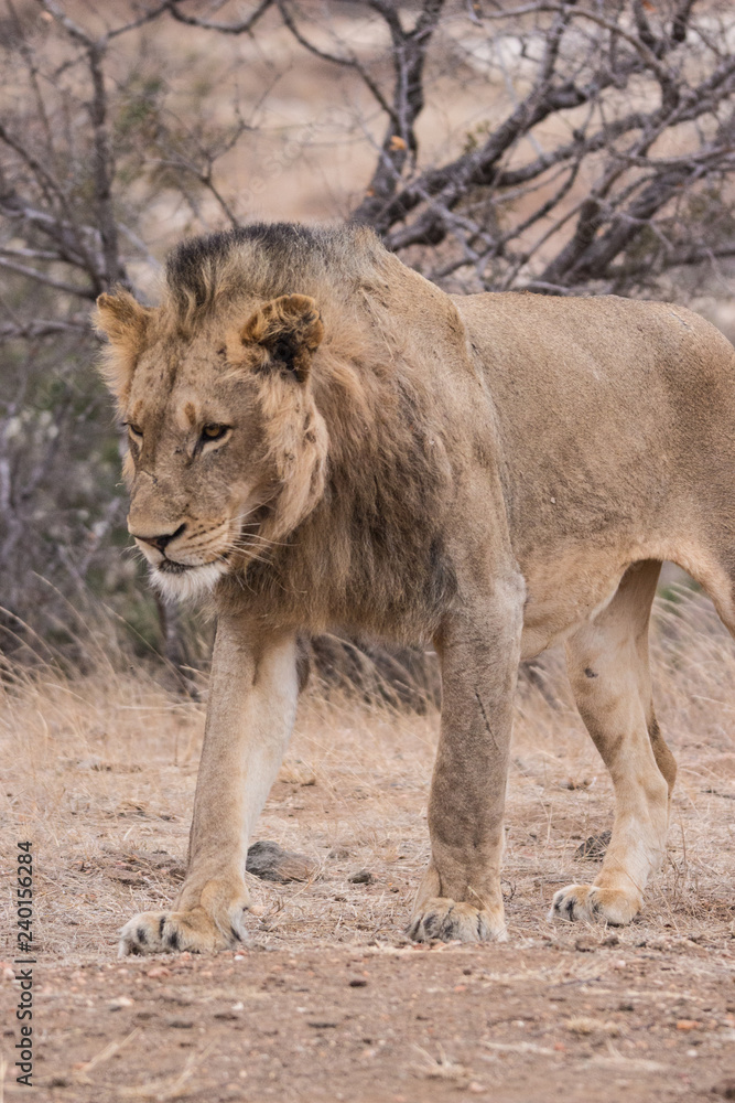 Obraz premium Lion (Panthera leo)