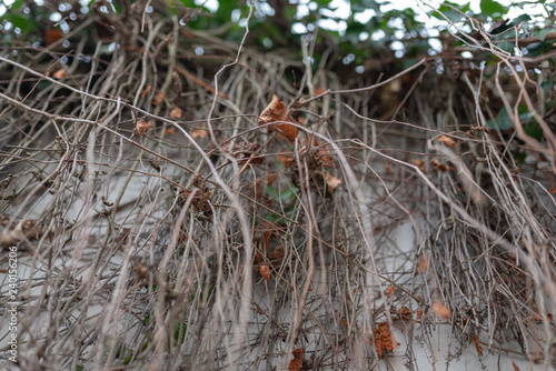 Wall with foliage