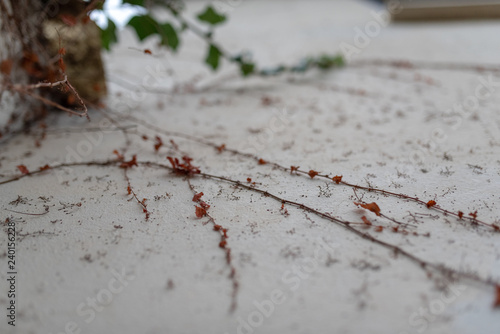 Wall with foliage