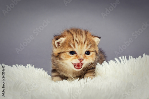 Little meowing British kitten
