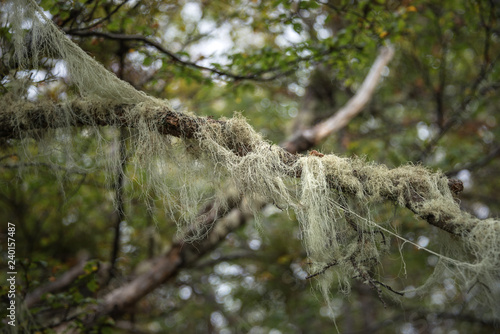 Magical Magellanic lenga forest in Tierra del Fuego National Park, Patagonia, Argentina, autumn photo