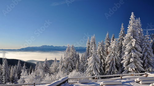 Winter forest and Tatras mountains view from Turbacz photo