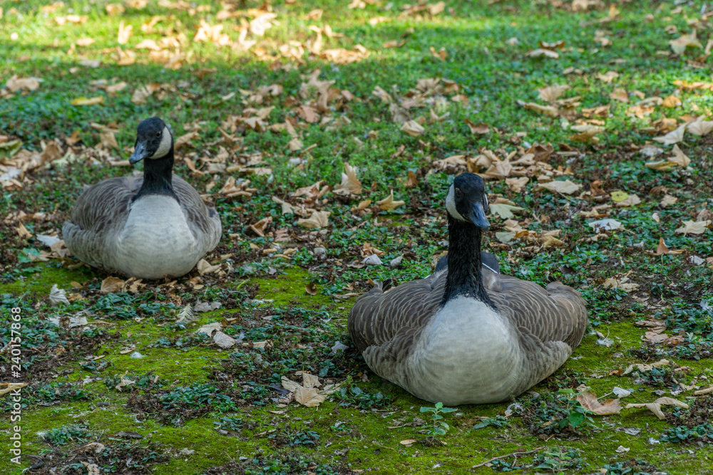 Fototapeta premium Canadian geese on the grass field