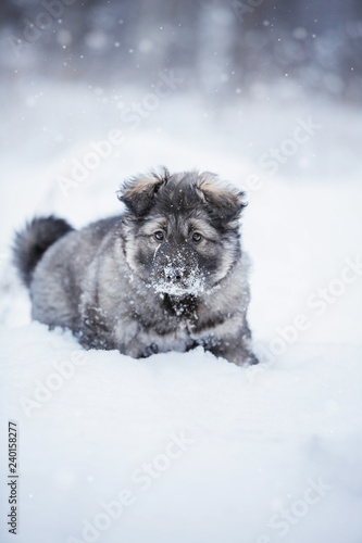 Cute fluffy puppy playing in the snow