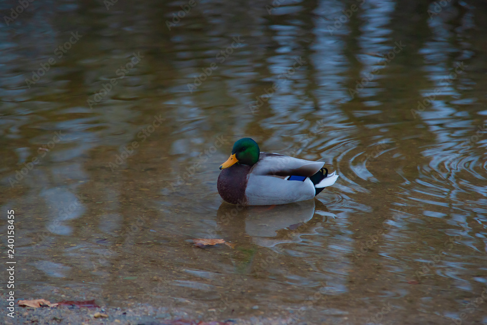 Obraz premium Male Mallard swimming in shallow water
