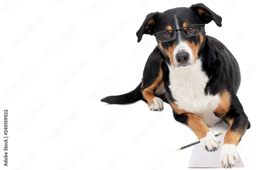 Clever dog with glasses and pencil Clever dog with glasses and pencil