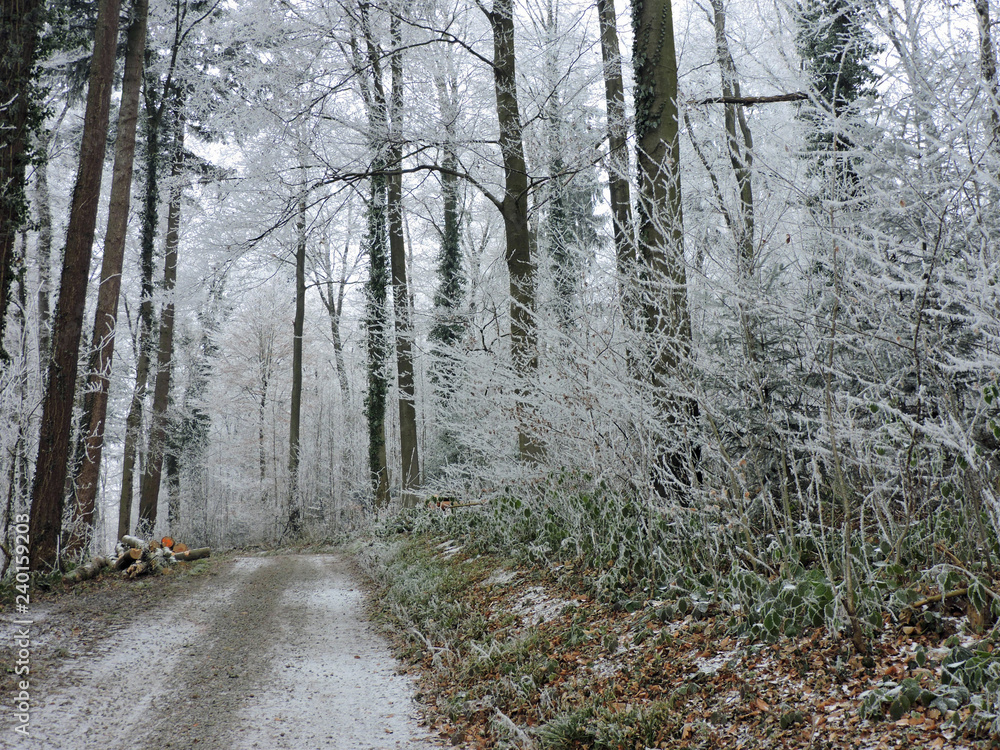 Fototapeta premium Winter fog in a forest with tall trees in Germany. Dew frosted on the wood during a cold weekend.