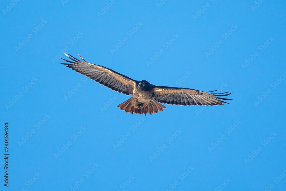 Red-tailed hawk flying in beautiful light, seen in the wild in North California Red-tailed hawk flying in beautiful light, seen in the wild in North California