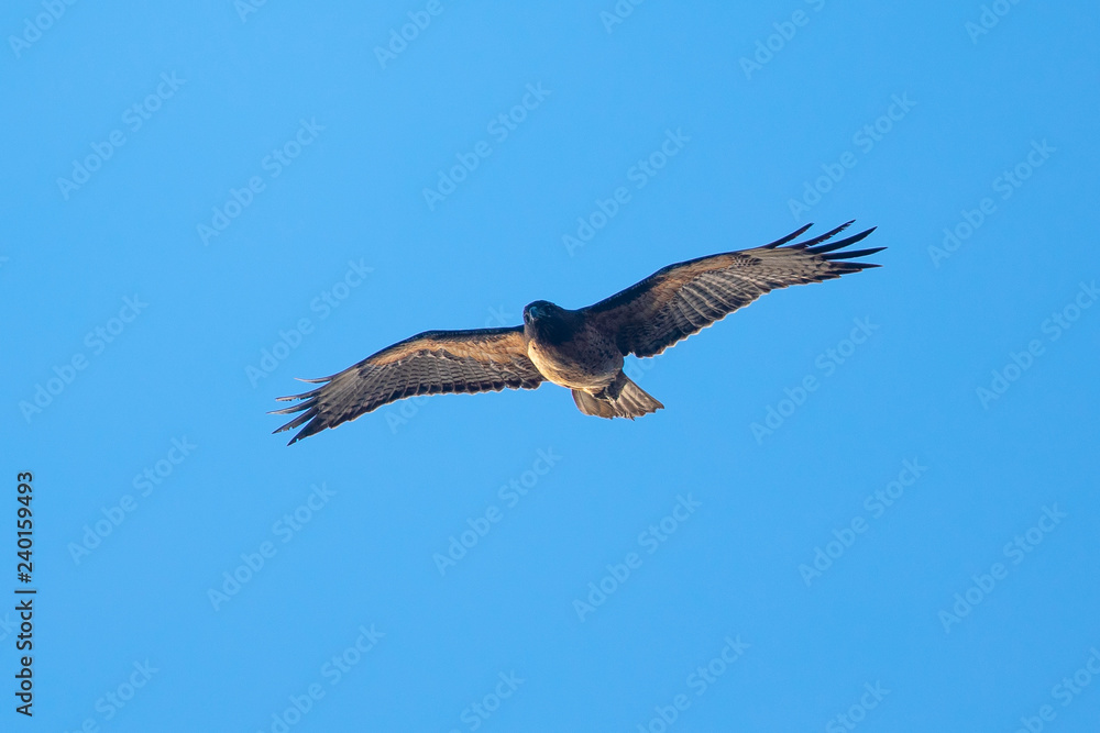 Red-tailed hawk flying in beautiful light, seen in the wild in North California Red-tailed hawk flying in beautiful light, seen in the wild in North California