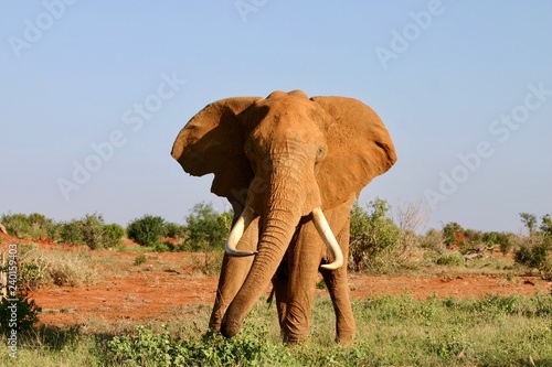 Majestic elephant walking through plains in Africa