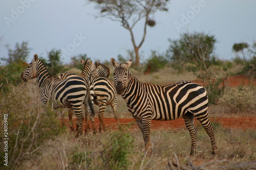 Group of zebras in Kenya