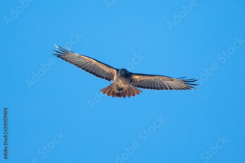 Red-tailed hawk flying in beautiful light  seen in the wild in North California