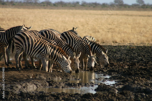 Group of zebras drinking 
