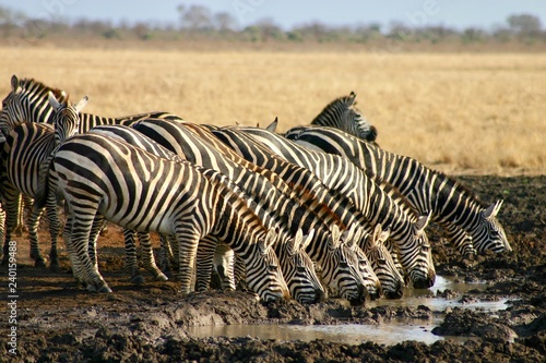 Group of zebras drinking in africa