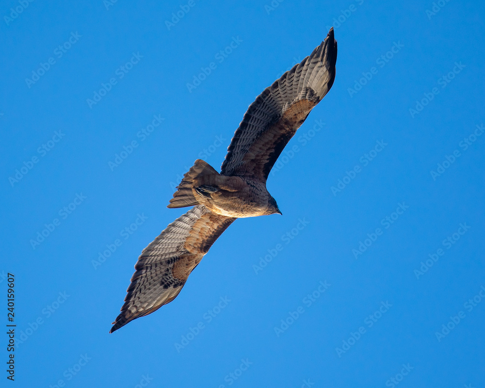 Red-tailed hawk flying in beautiful light, seen in the wild in North California Red-tailed hawk flying in beautiful light, seen in the wild in North California