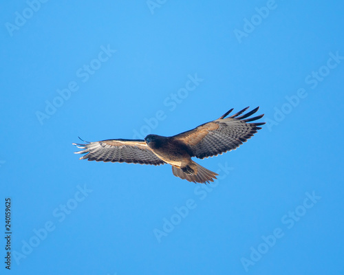 Red-tailed hawk flying in beautiful light, seen in the wild in North California
