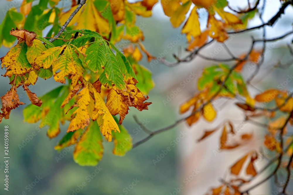 Autumn color Autumn color