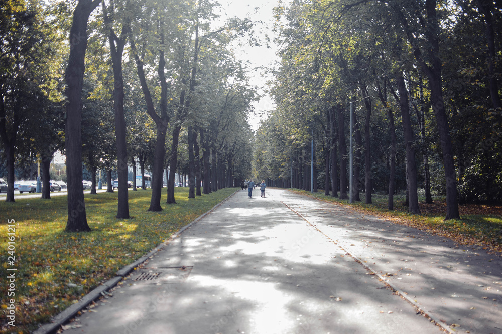 road in a city park with trees in summer