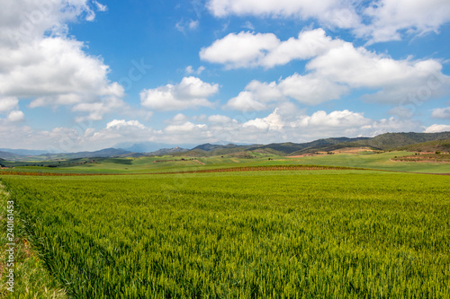 Beautiful May agricultural landscape on the Camino de Santiago, Way of St. James between Villamayor de Monjardin and Los Arcos in Navarre Spain