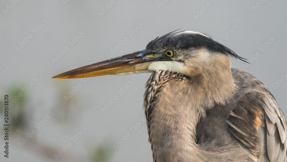 Portrait of a Great Blue