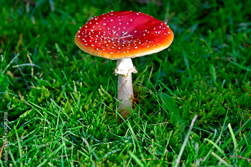 red toadstool