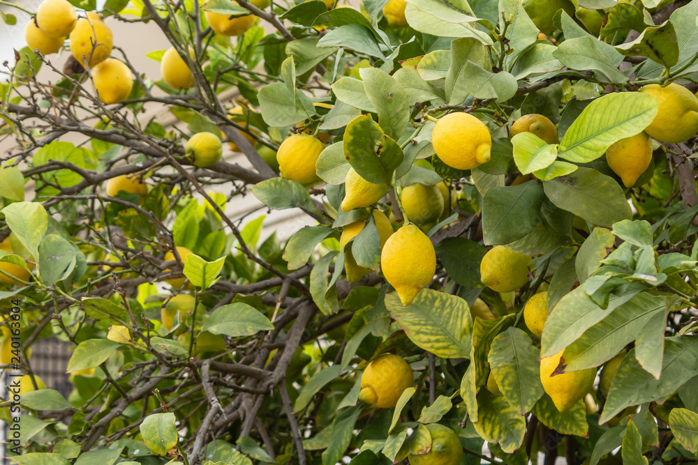 yellow lemons on tree branches
