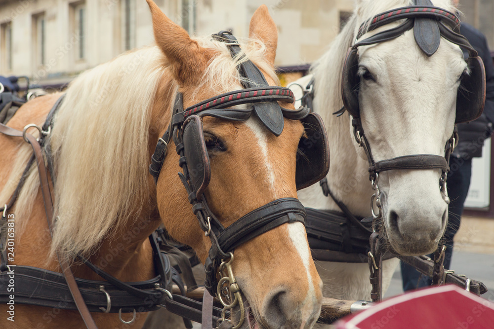 Obraz premium Traditional carriage of two horses on the old street in Vienna, Austria. Heads of horses in harness close up
