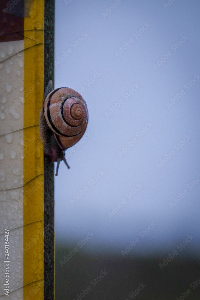 Fototapeta premium Schnecke am Schild