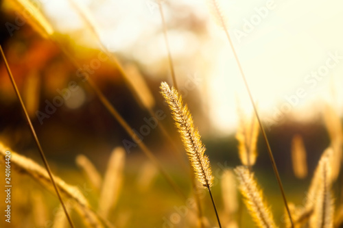 Golden morning sun rays on blades of grass in autumn. Beautiful peaceful nature background. Very shallow depth of field.