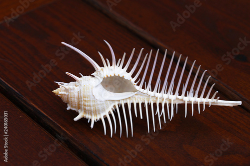 Photos Beautiful big shell