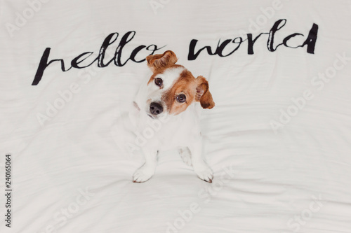 cute small dog sitting on bed. white sheet with hello world message. Pets indoors. Relax