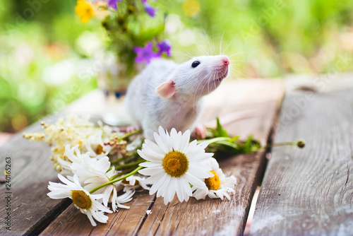 Pet. A small rat is sitting in a bouquet of flowers on a wooden table on a Sunny summer day.