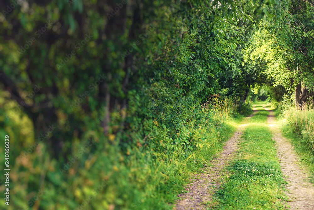 A lost road that leads to the forest on a Sunny summer day