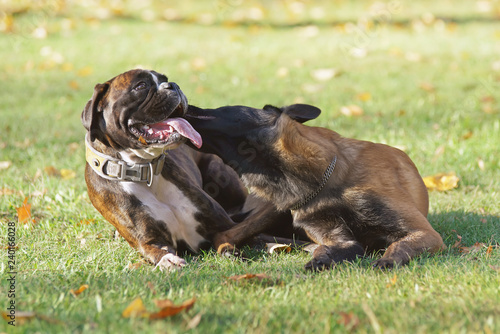Two active young dogs (German Boxer and Belgian Malinois) lying together on a green grass with fallen leaves in autumn