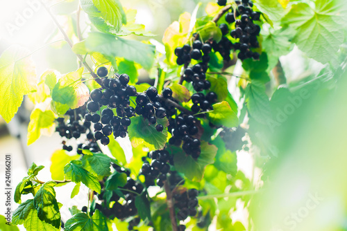 Harvest. Black currant in the garden on a Sunny summer day.