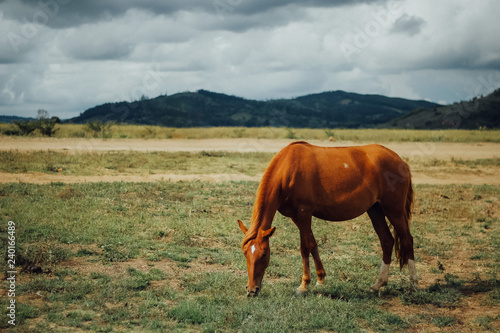 Fototapeta Naklejka Na Ścianę i Meble -  horse in a field