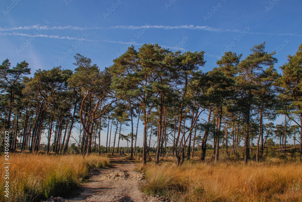 Sandy path through a coniferous forest on a bright sunny day in the Belgian forest