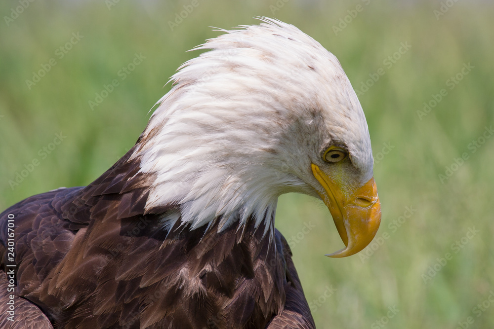 Obraz premium Head of a bald eagle