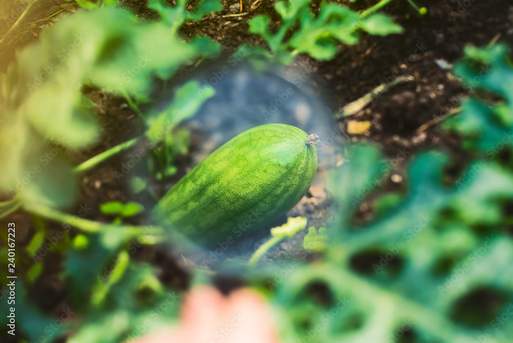 Obraz premium Study of nature. Looking through a magnifying glass the growth of a small watermelon in the garden on a Sunny summer day. Training