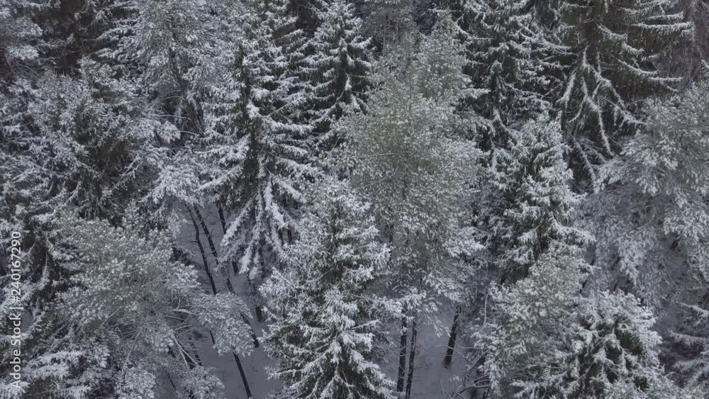 Drone flies above forest with snowy trees and spruces. It is snowing. Drone flies above forest with snowy trees and spruces. It is snowing.