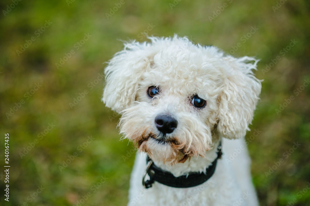 Close up portrait of cute white furry bolognese dog with brown eyes and black nose looking up, standing in a park, blurry green background, outdoors Close up portrait of cute white furry bolognese dog with brown eyes and black nose looking up, standing in a park, blurry green background, outdoors