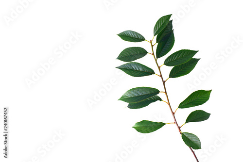 Cherry branch on white isolated background. Photography in the Studio