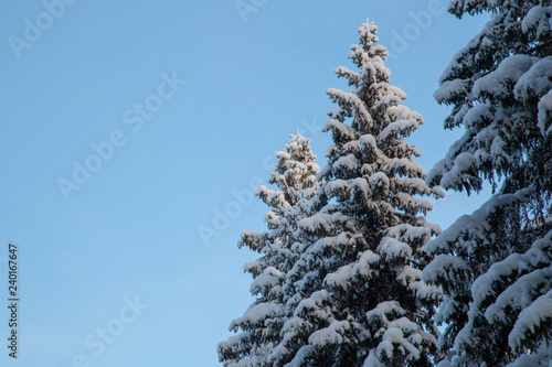 Winter landscape in the forest © Александр Поташев