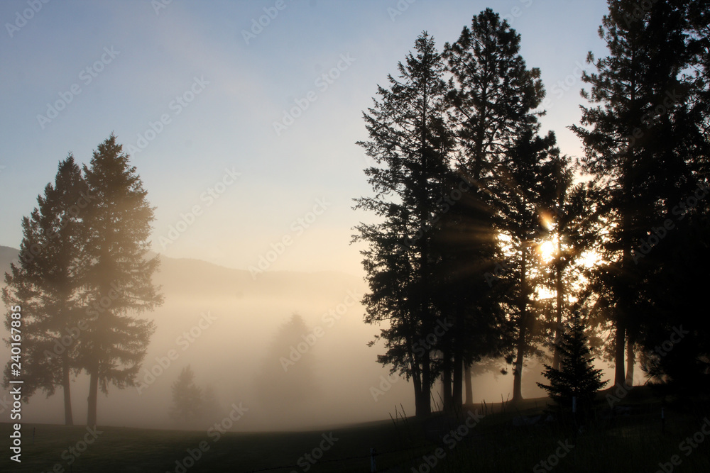 Sunrise through trees and fog Sunrise through trees and fog