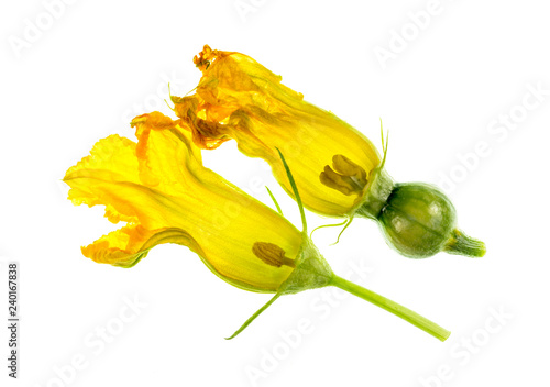 Konstfotografi Pumpkin Flower – Male and Female Anatomy