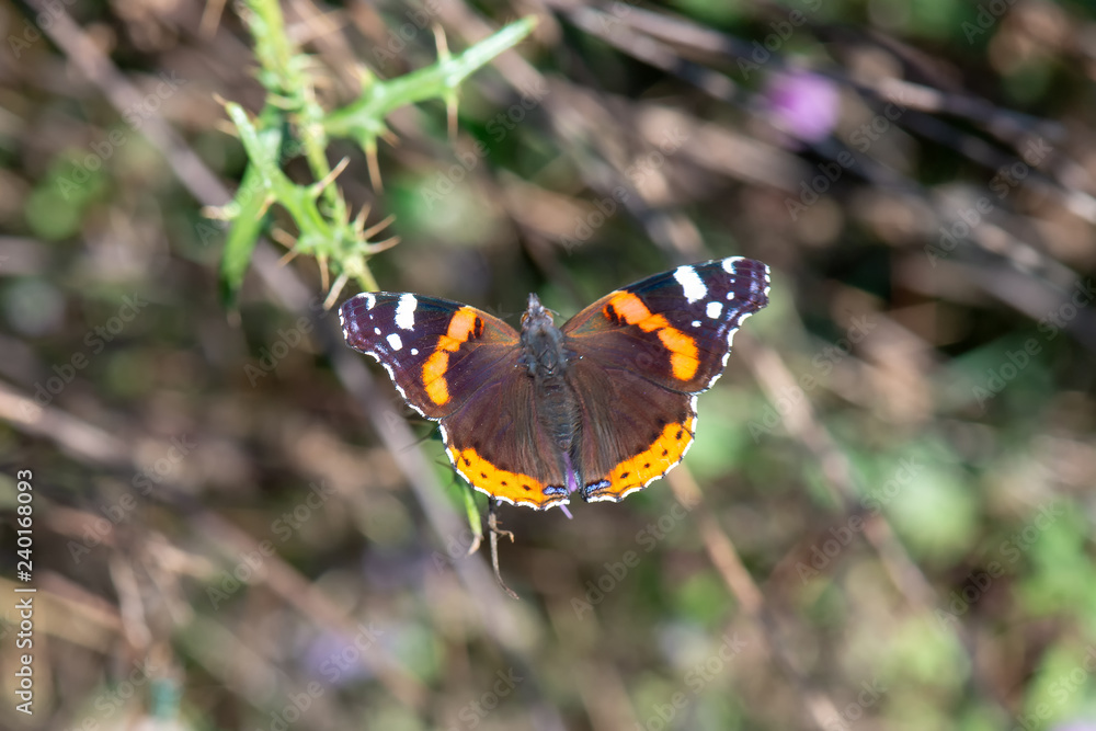 Nymphalidae / Atalanta / Red Admiral / Vanessa atalanta Nymphalidae / Atalanta / Red Admiral / Vanessa atalanta