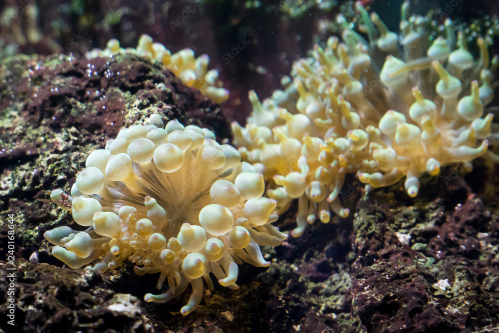 Fototapeta premium Gelbe Korallen im Aquarium