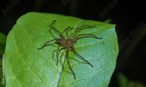 Amazon Rainforest Insect