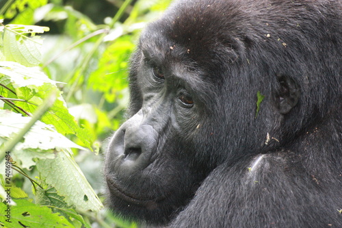 Frei lebende Gorilla in Uganda Portraitaufnahmen © Claudia