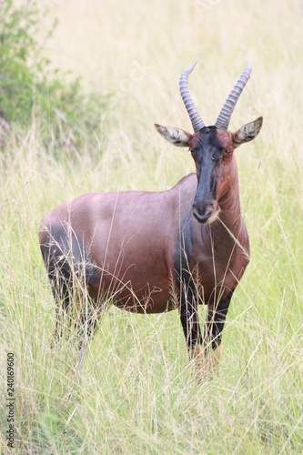 Antilope in Uganda Afrika - Im Hohen Gras stehend